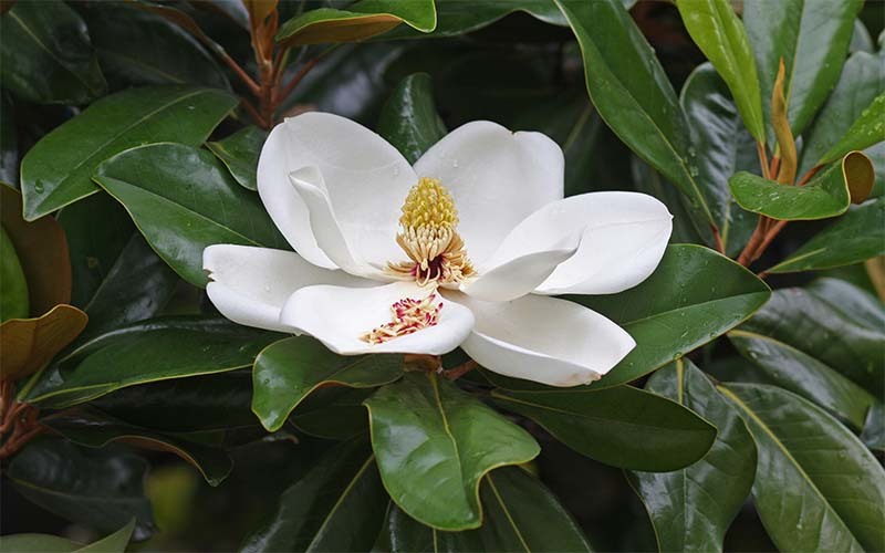 magnolia