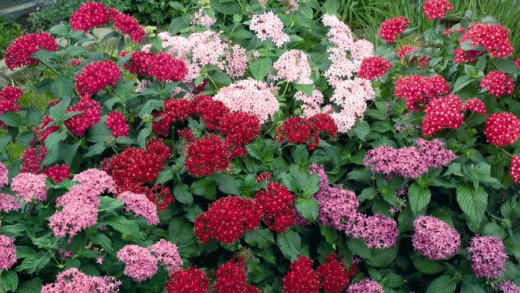 Pentas Lanceolata