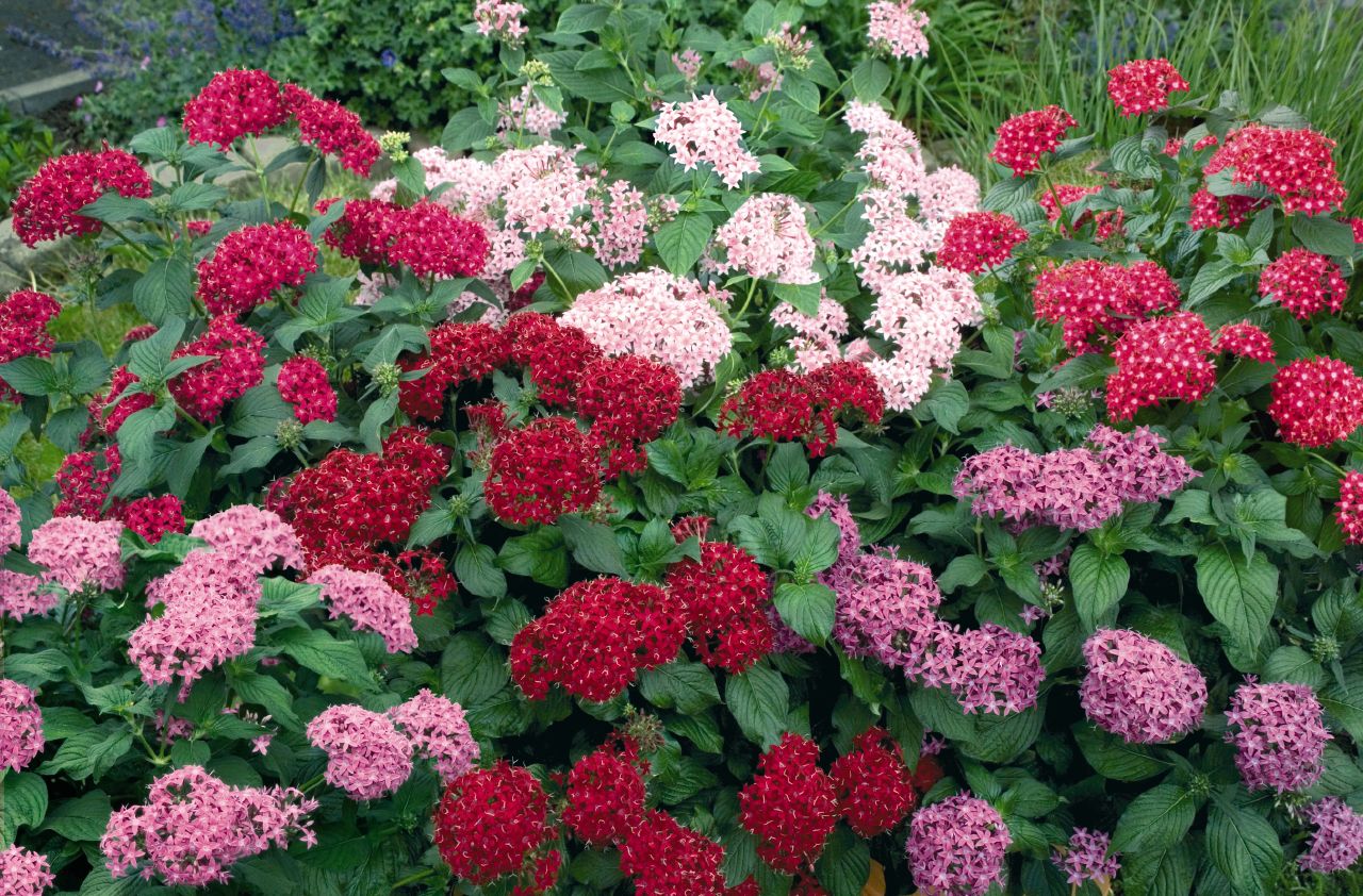 pentas-lanceolata