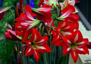 Amarilis