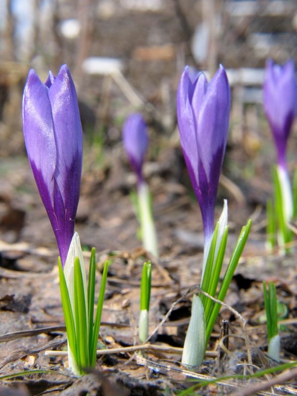 Crocus