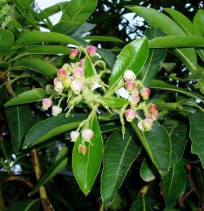 Flores madroño canario