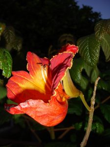 Tuli-flor