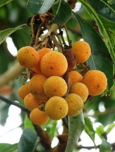 arbutus_canariensis2