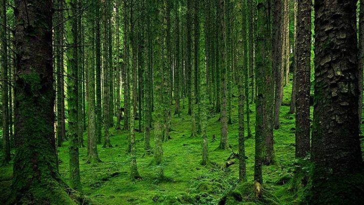 La biodiversidad es necesaria para los ecosistemas terrestres