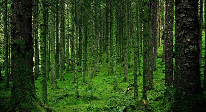 bosque