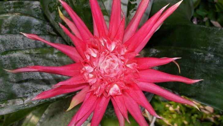 3 bonitas plantas carnívoras