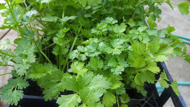 Consejos para el cultivo de hierbas y plantas aromáticas