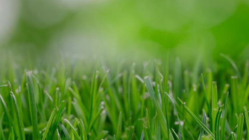 fertilizante-para-el-jardin