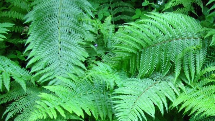 El poder de las plantas según el Feng Shui