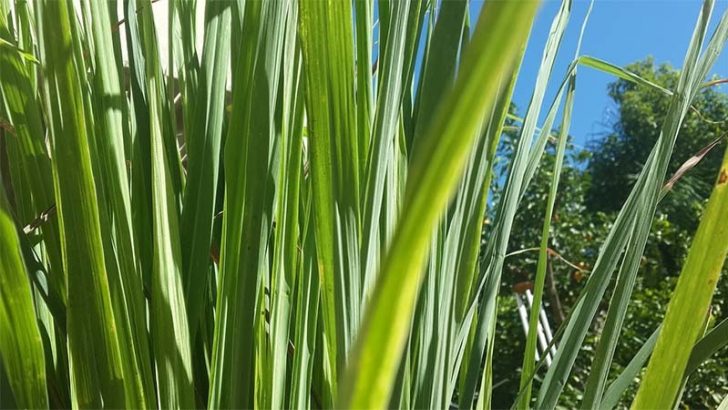 Plantas de las que puedes sacar un gran provecho