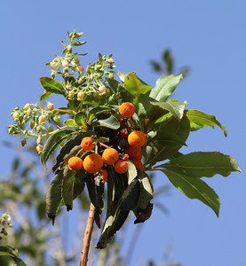 img_6378-S