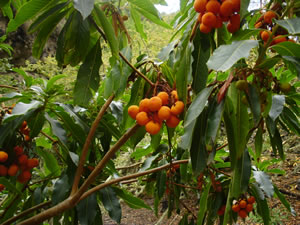 Madroño canario o Arbutus Canariensis
