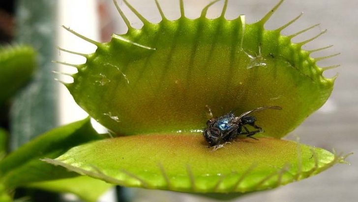 Plantas carnívoras como mascotas