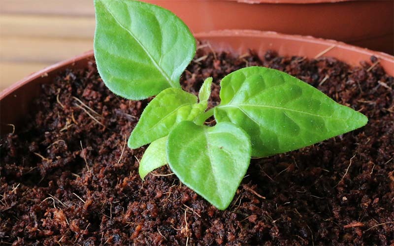 planta-con-fertilizante
