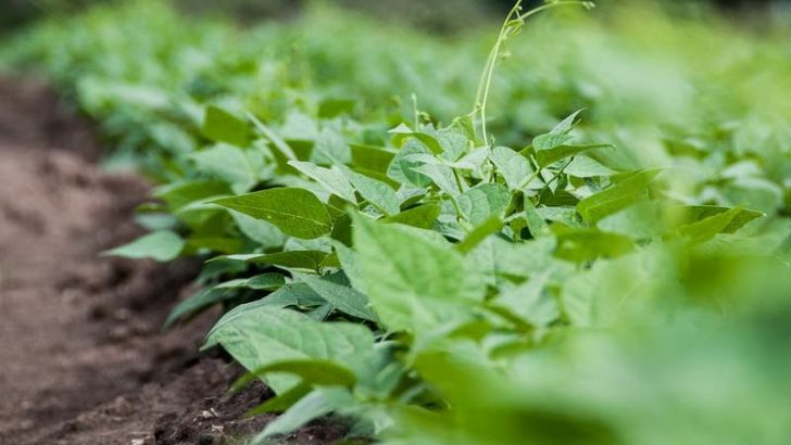 Plantas con capacidad de escuchar para buscar agua