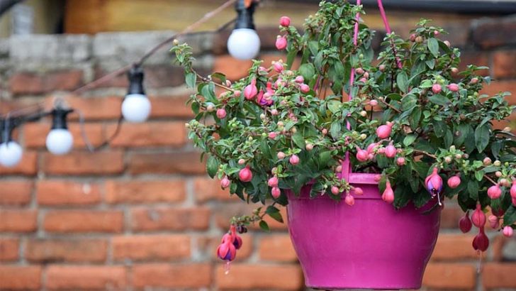 Cómo dividir las plantas