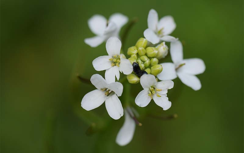 plantas-arabidopsis-thaliana
