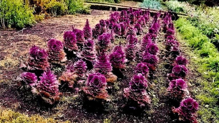 Riega tus plantas mediante la capilaridad
