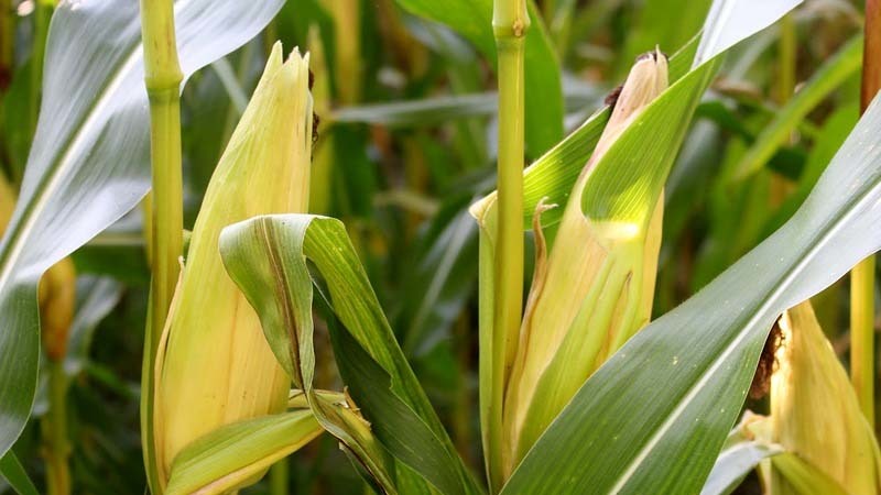 plantas-del-maiz