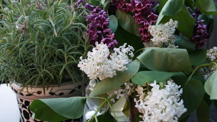 Criterios para elegir las plantas según el Feng Shui
