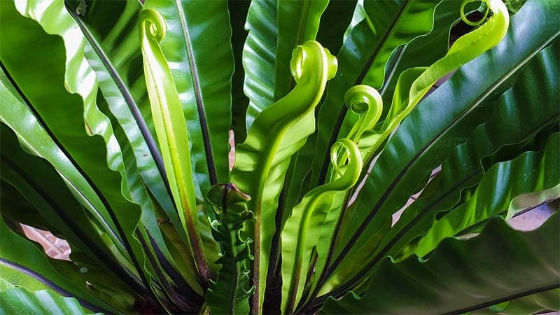 plantas-preservadas