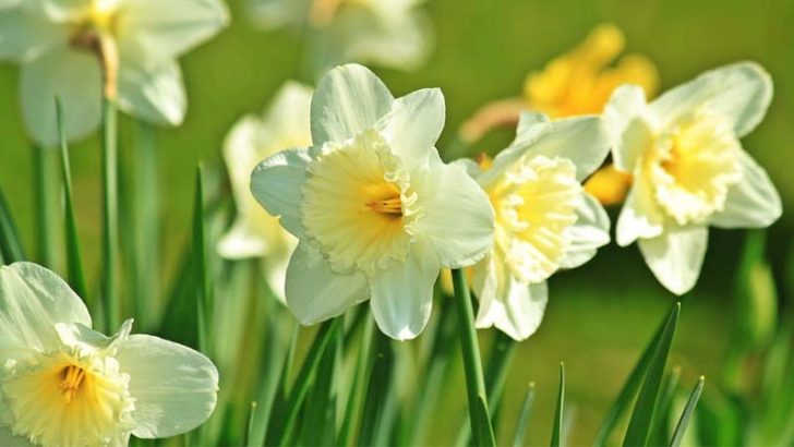 Cómo cuidar las plantas en primavera