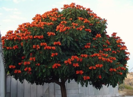 Spathodea campanulata o Tulipanero africano