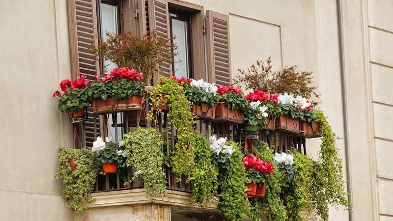 ventana-con-plantas