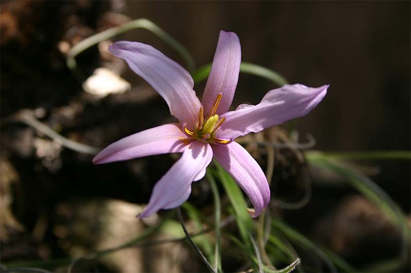 xerophyta-viscosa
