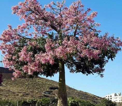 Chorisia speciosa o Palo Borrajo