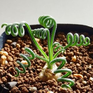 Albuca Namaquensis