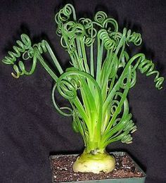 Albuca Namaquensis