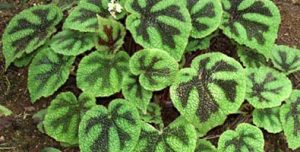 Begonia M