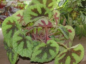 Begonia Masoniana