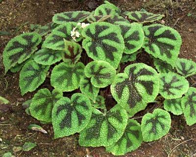 Begonia Masoniana o Cruz de Hierro