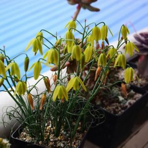 Albuca Namaquensis