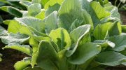 Borraja, una planta llena de propiedades