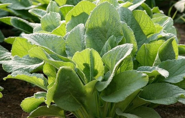 Borraja, una planta llena de propiedades