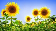 Helianthus annuus: Girasol