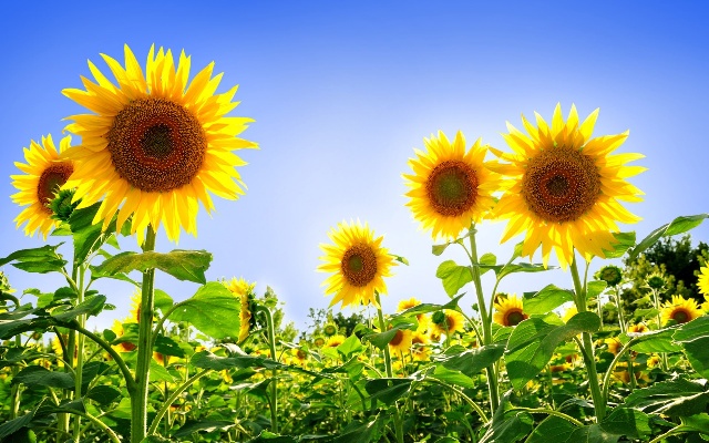 Helianthus annuus: Girasol