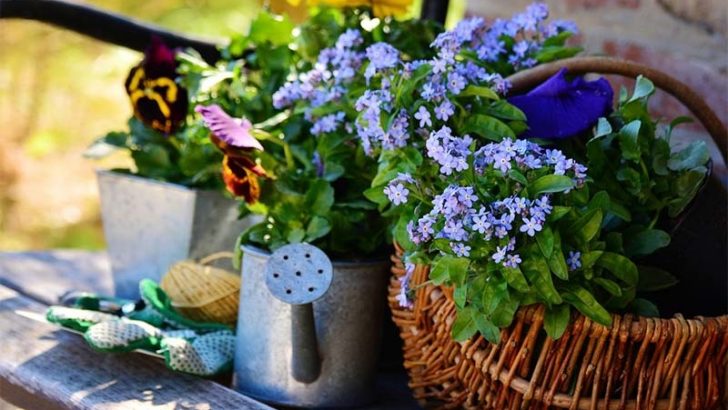 Consejos indispensables para tus plantas de jardín