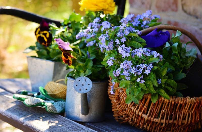 jardin