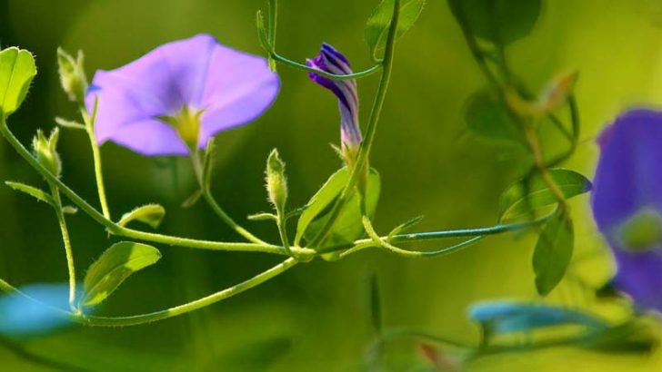 Las plantas pueden oír cuándo hay agua cerca