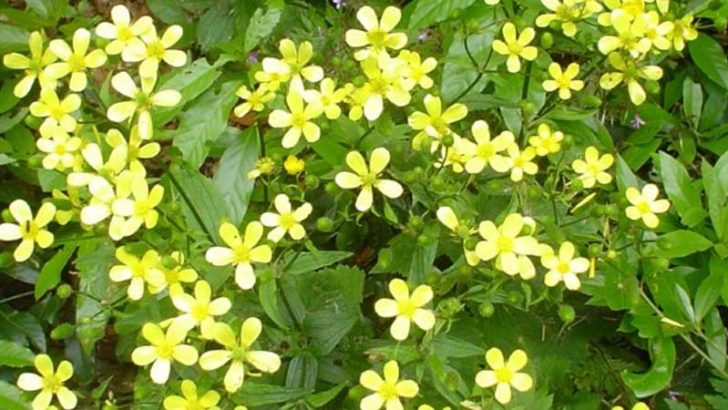 Las plantas se protegen de los rayos ultravioleta