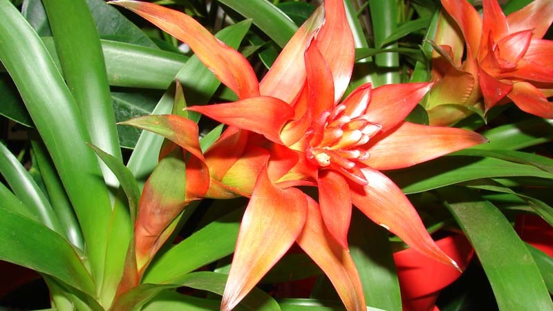 guzmania