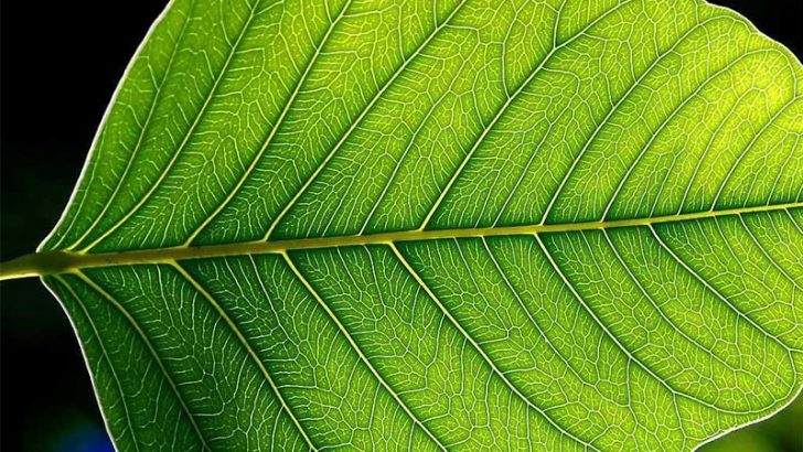 Fórmulas mátemáticas aplicadas a las plantas