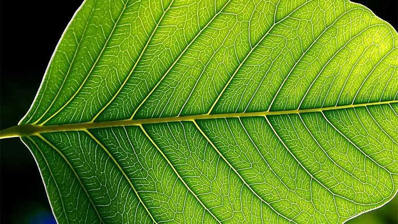 planta