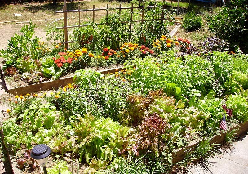 jardín