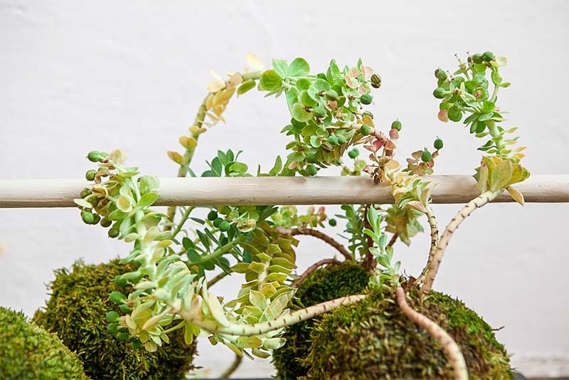 kokedama